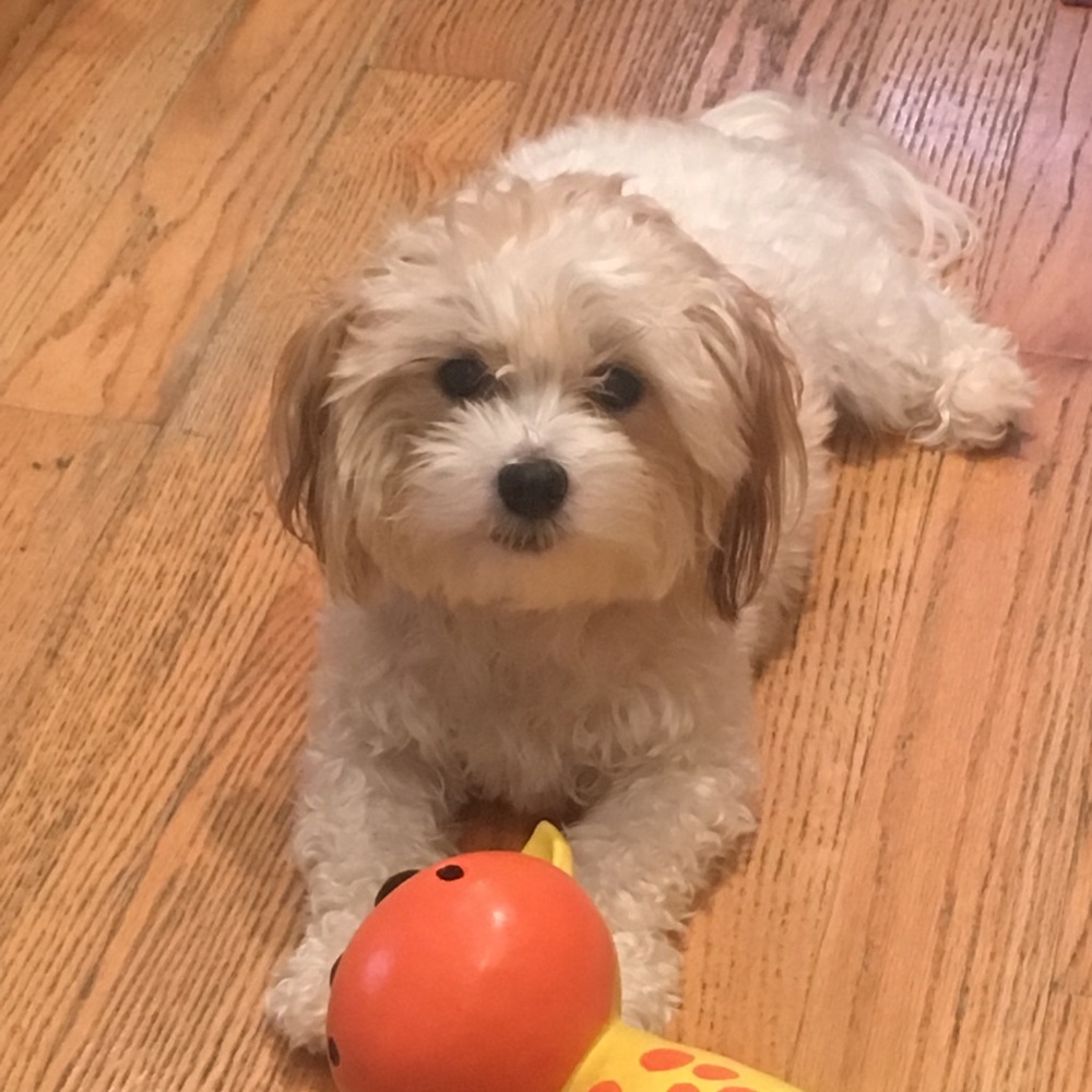 Meet your Posher, Jamie